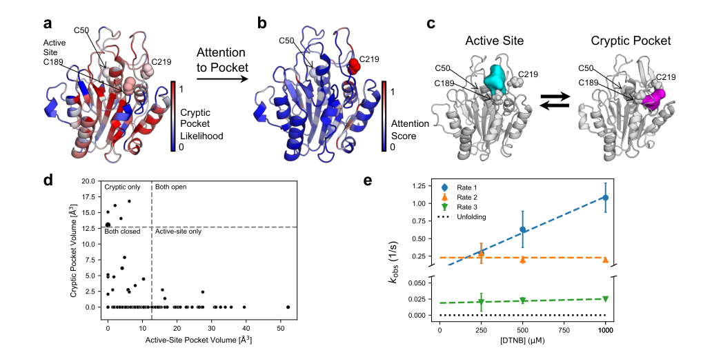 Figure 3: Prediction, simulation, and thiol labeling validation of a new cryptic pocket in δ-secretase