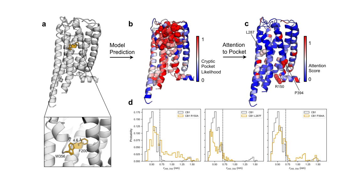 Figure 2: CB1 cryptic pocket and attention