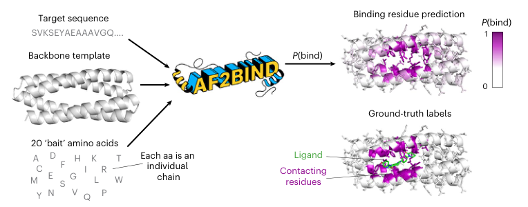 Figure 1: AF2BIND workflow