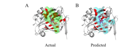 Figure 10: Prediction results for protein 4ZSI