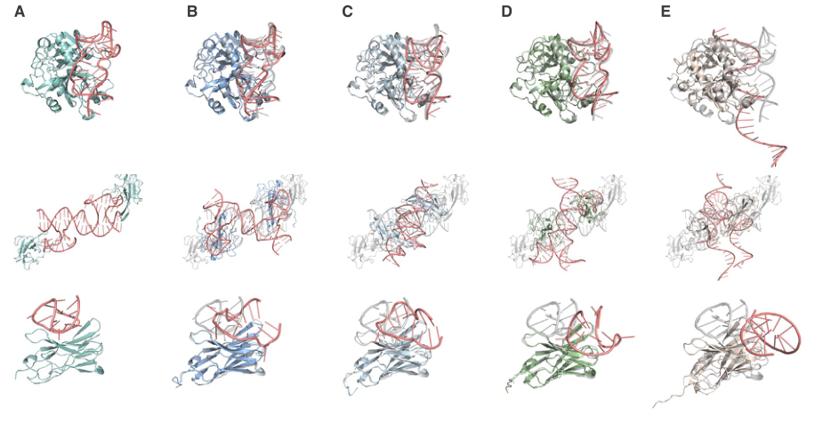 Figure 6: Representative complexes