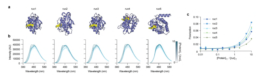 Figure 18: rucaparib-binding protein