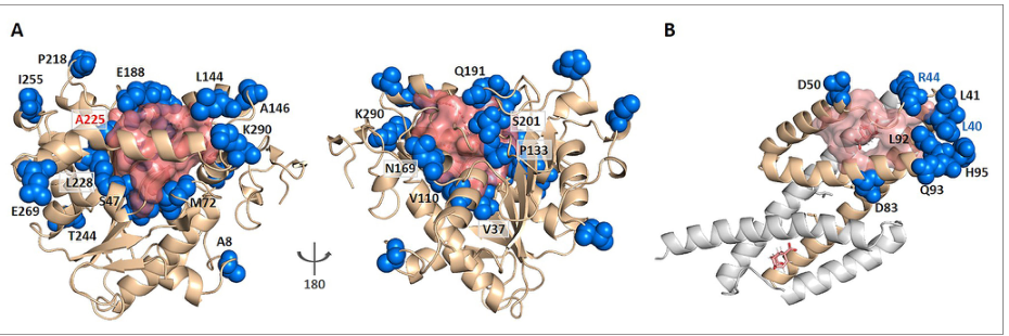 Figure 6: Enzyme engineering