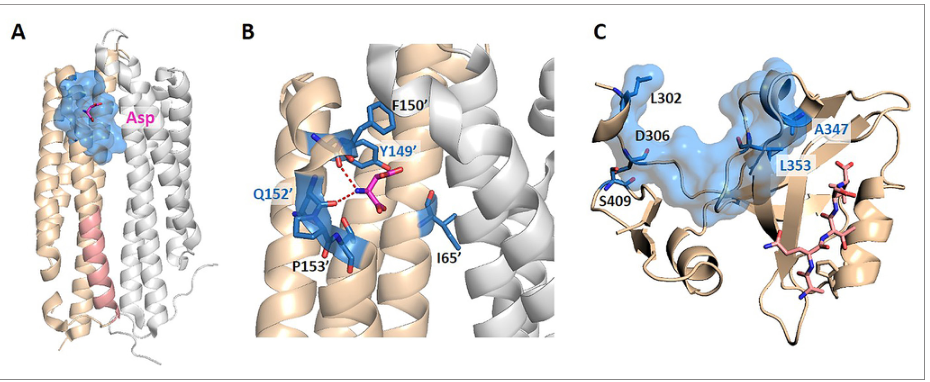 Figure 5: Tar and PDZ3