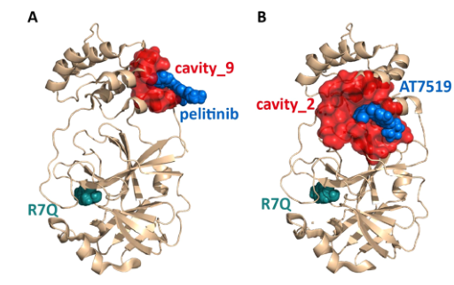 Figure 5: SARS-CoV-2 main protease