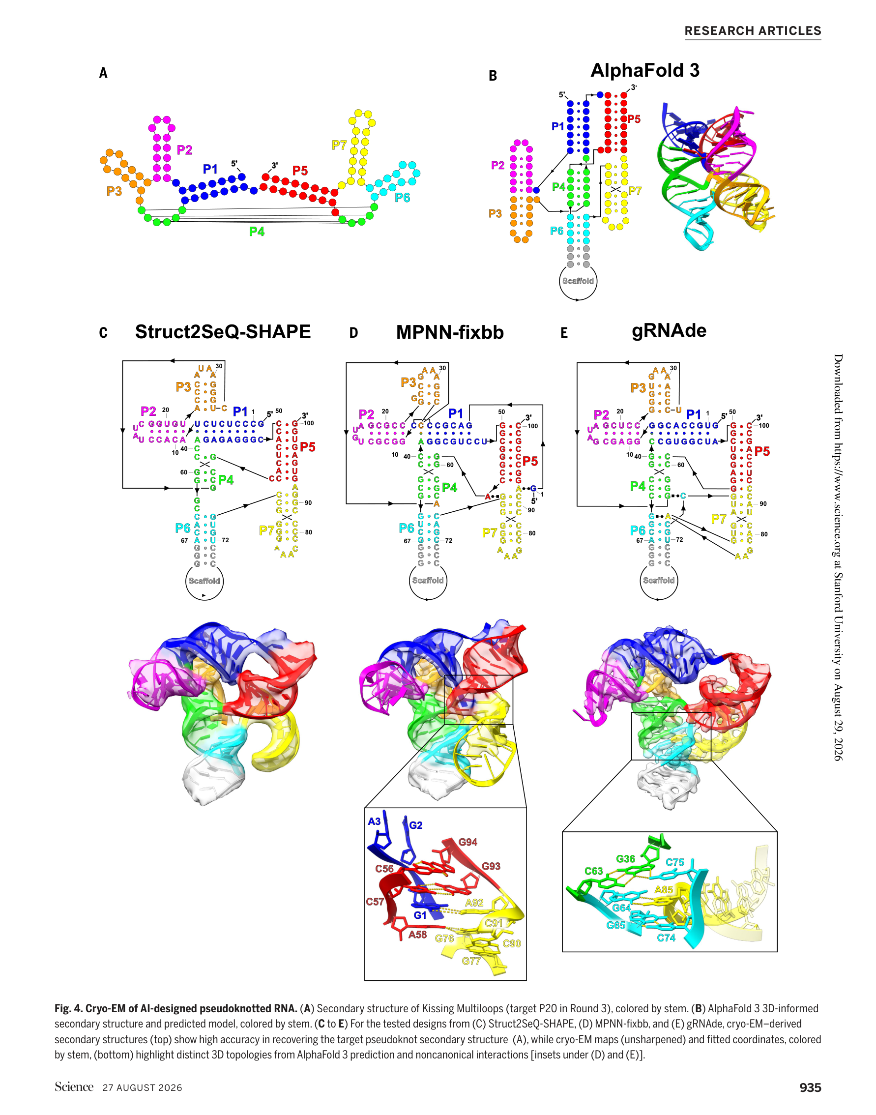Figure 4: Cryo-EM of AI-designed pseudoknotted RNA