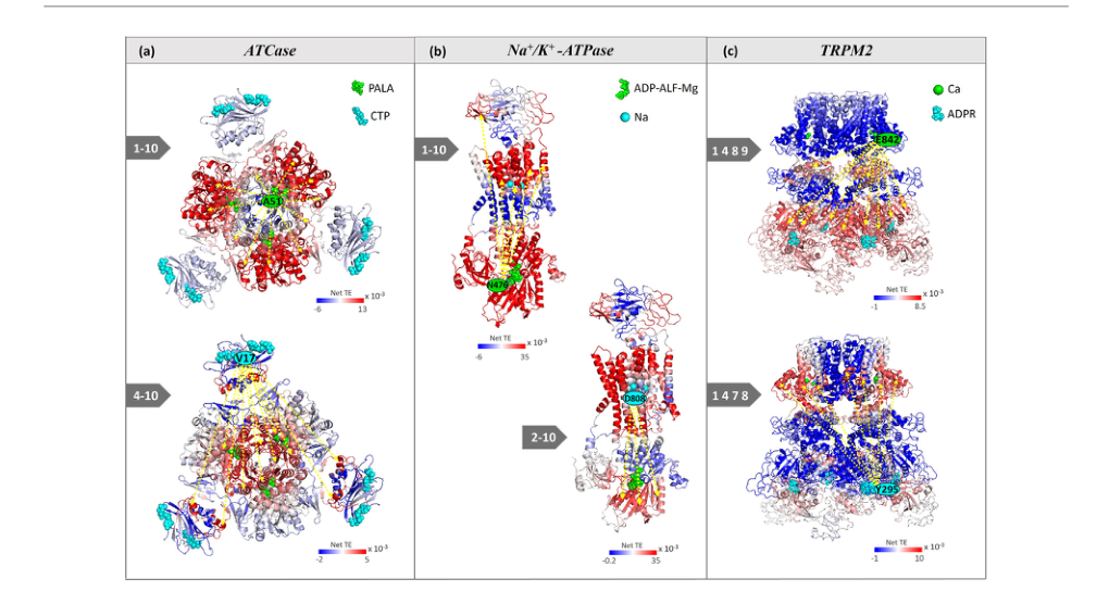 Figure 5: Directional allosteric pathways